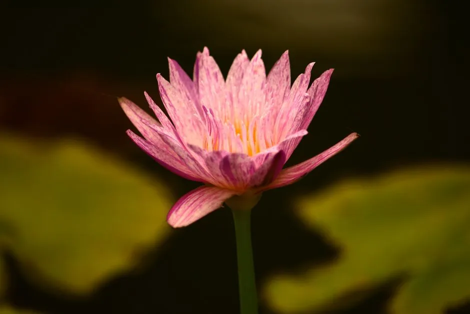 Arrow Bamboo Lake