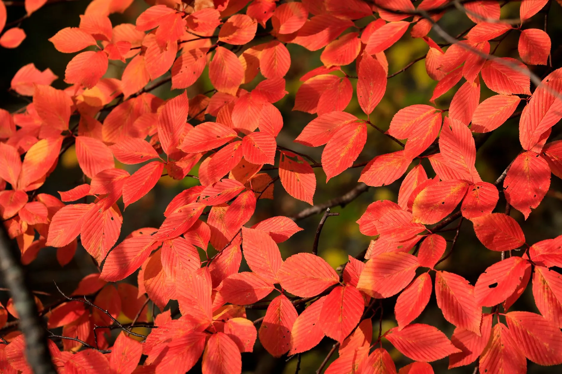 Baima Red Leaf Forest