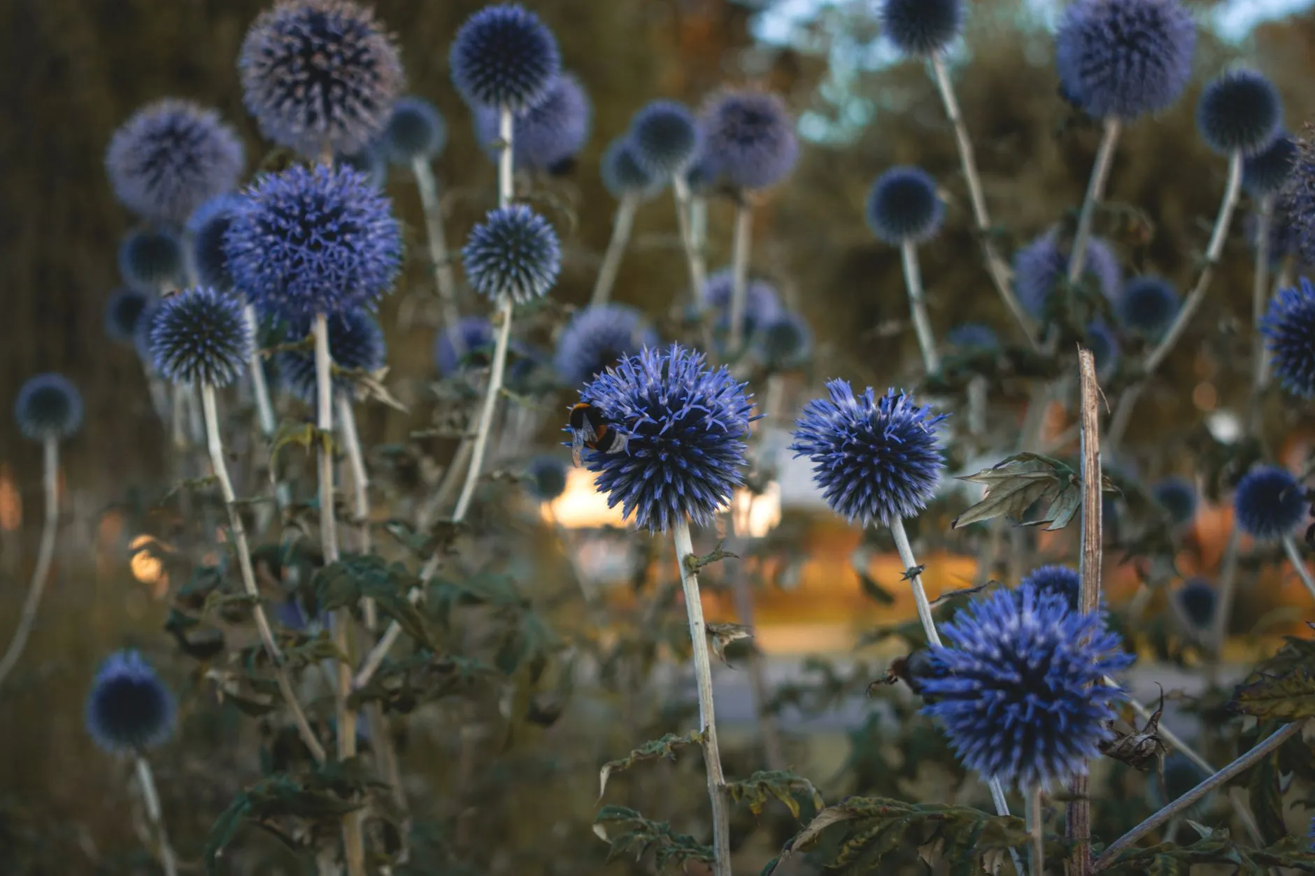 Baitang Ecological Botanical Garden