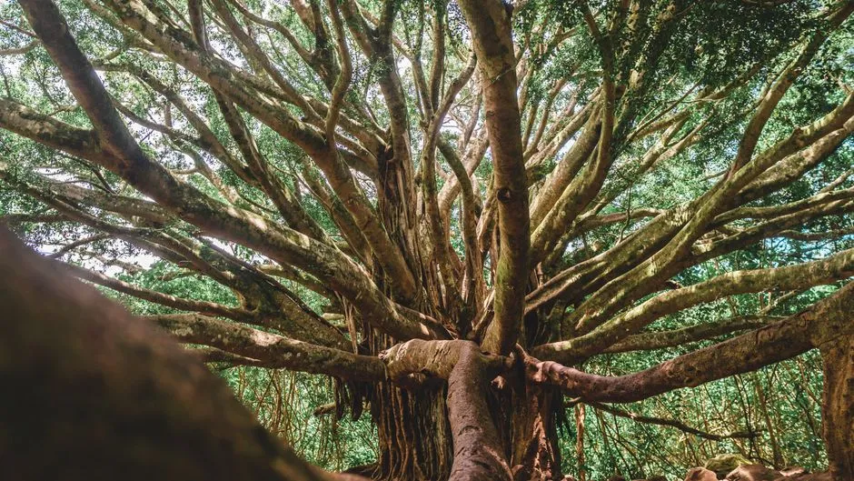 Big Banyan Tree