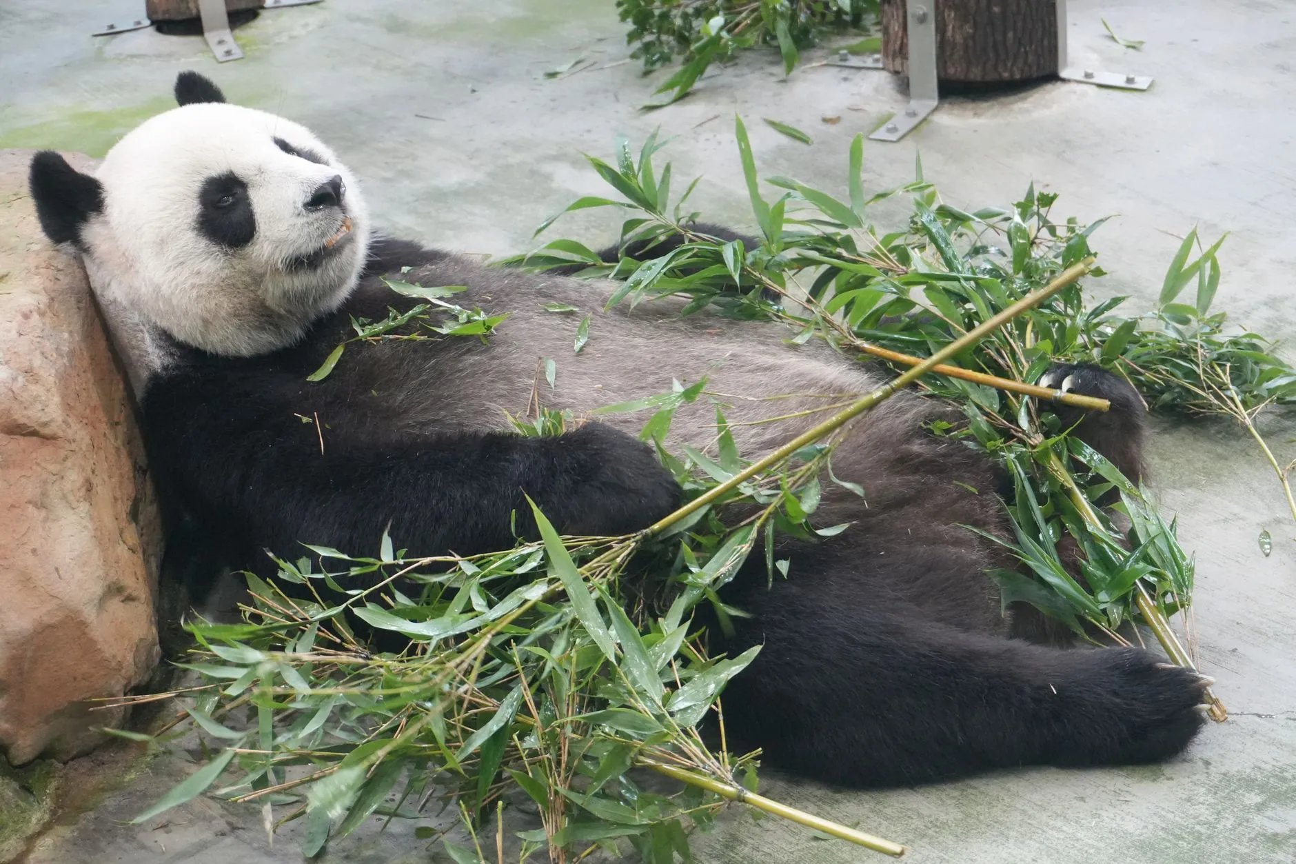 Changsha Wildlife Zoo
