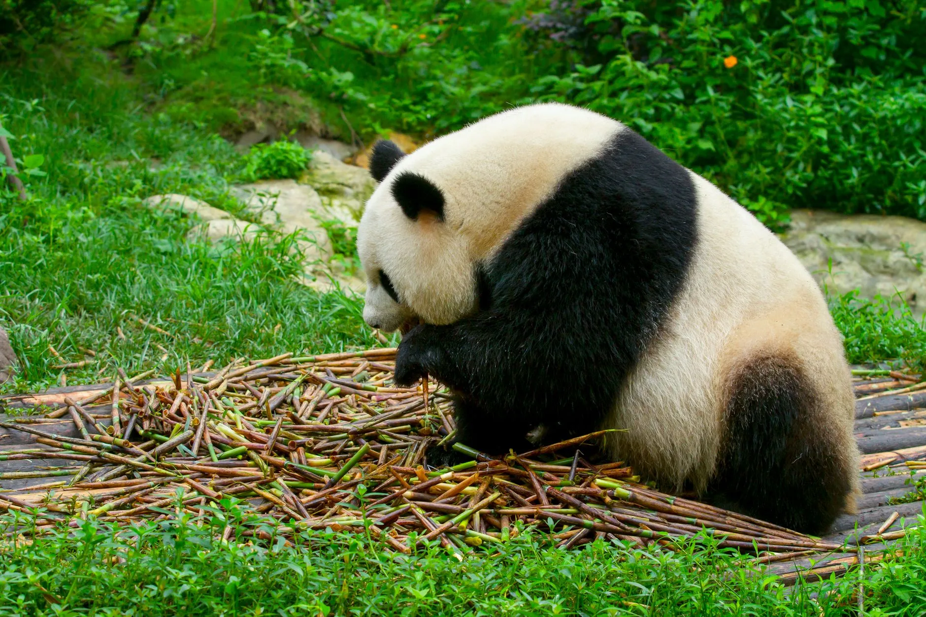 Chengdu Research Base of Giant Panda Breeding