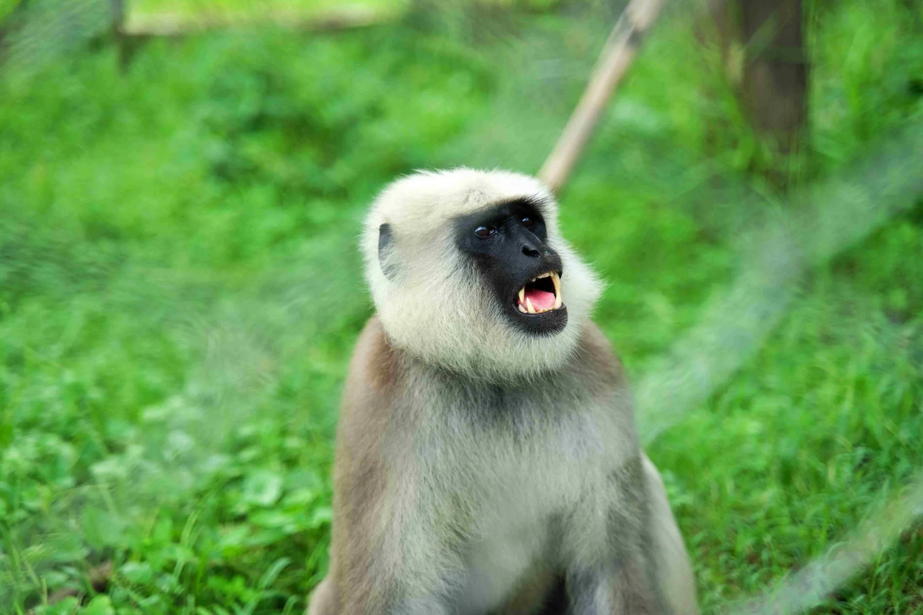 Chongzuo Zoo (White-Headed Langur Reserve)