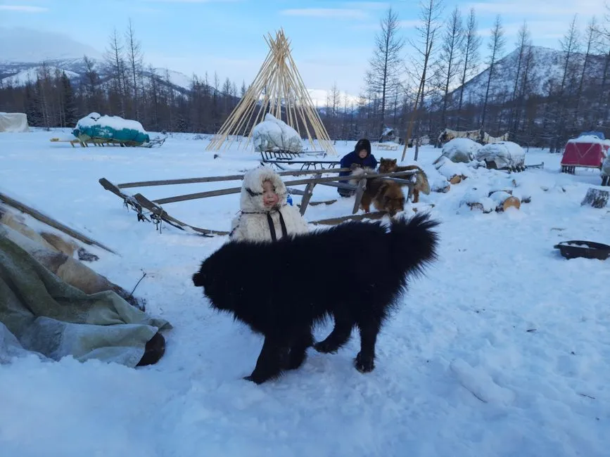 Evenki Reindeer Camp