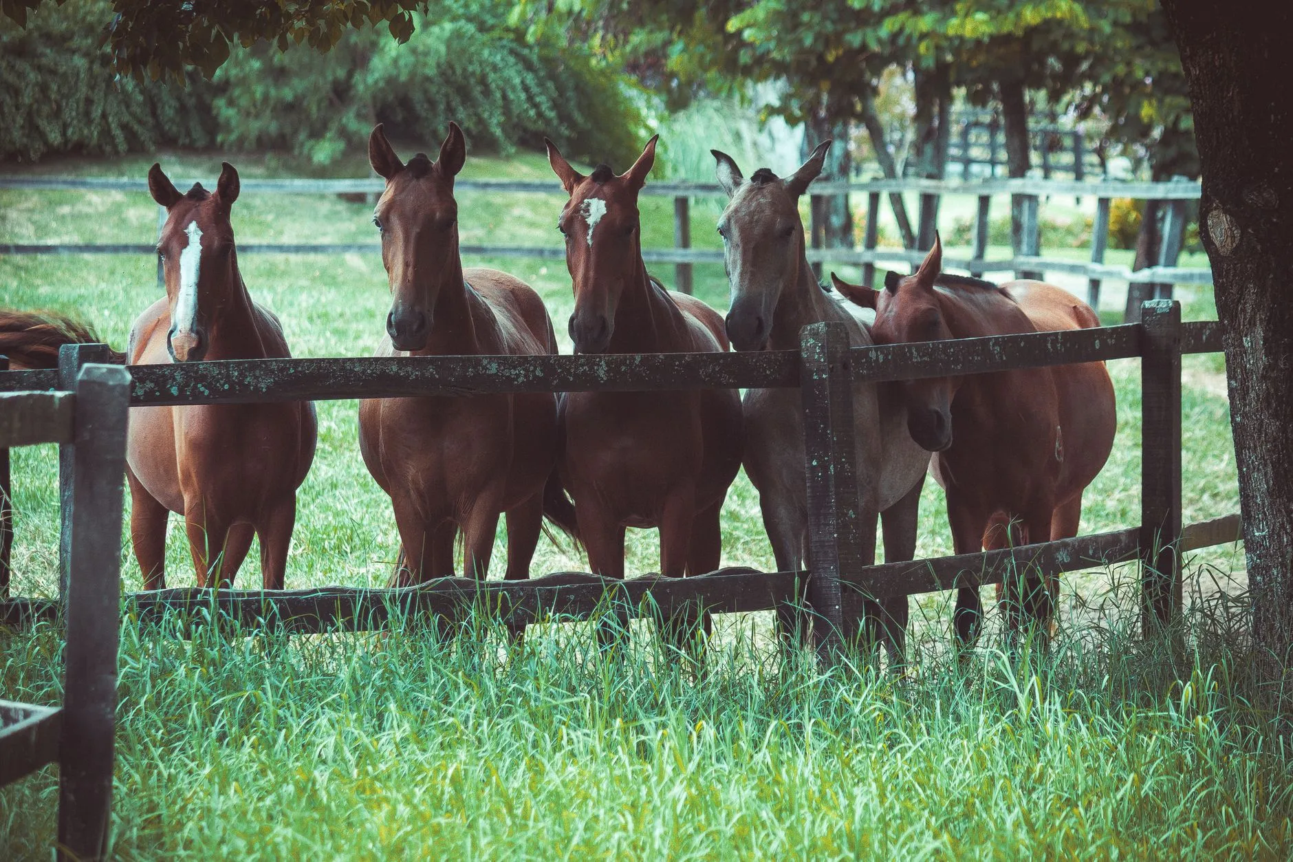 Five Horses Street