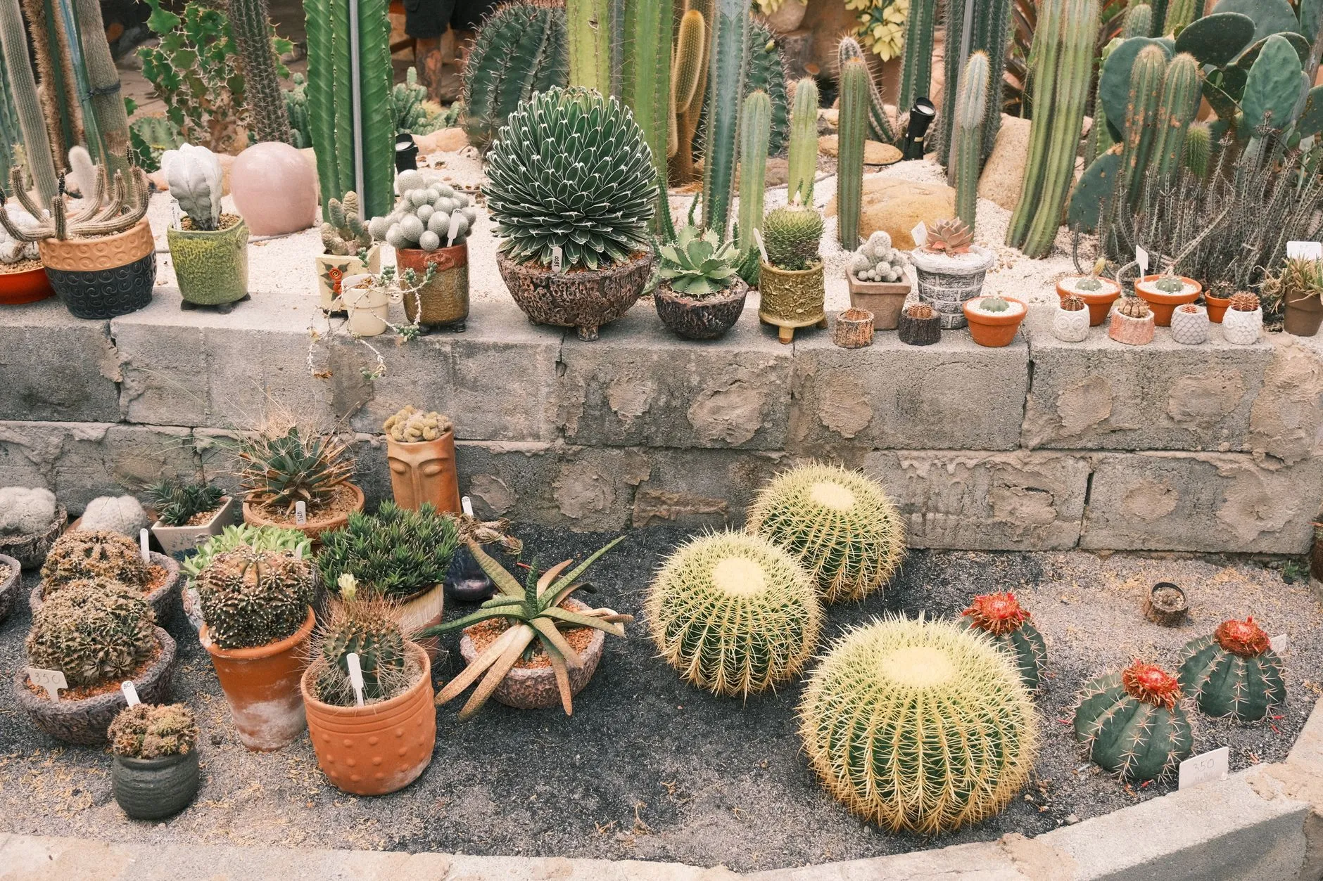 Great Wall Cactus Garden