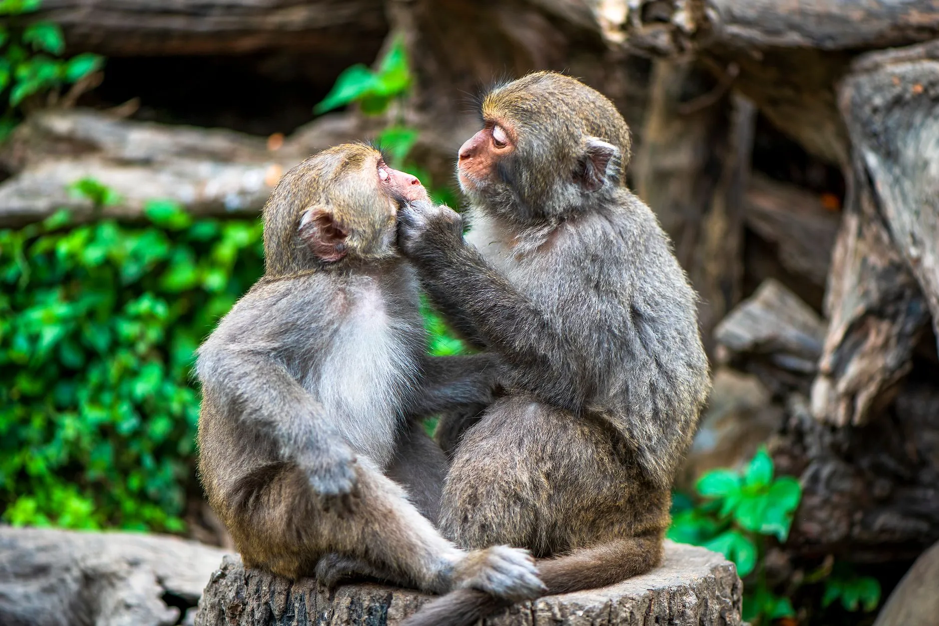 Hangzhou Zoo