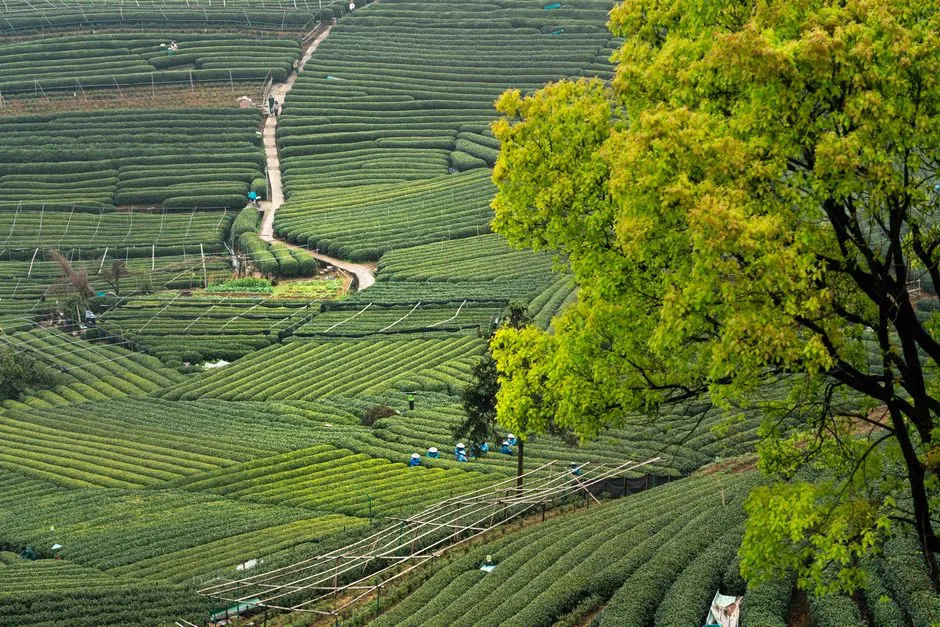 Hanzhong Tea Plantation