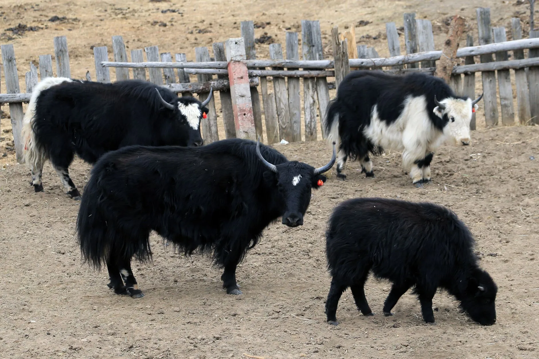 Huangcaoping Yak Ranch