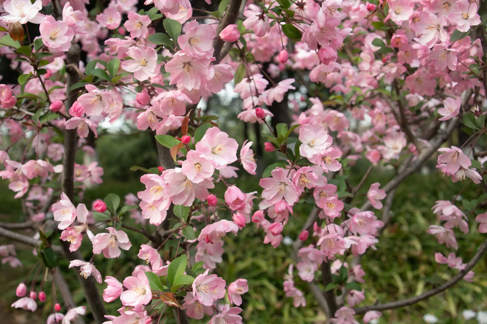 Kunming Botanical Garden