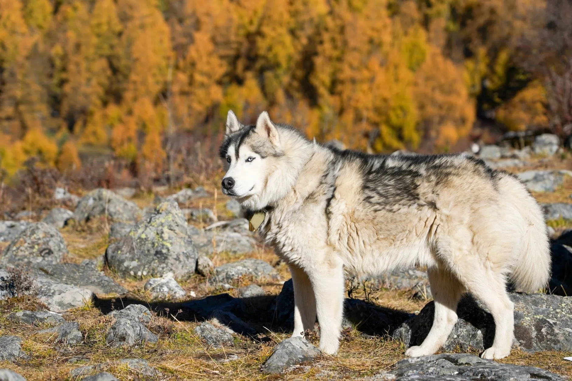 Langshan (Wolf Mountain)