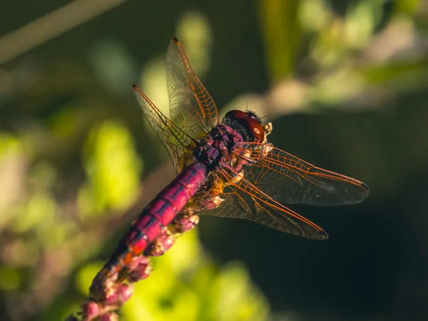 Dragon Fly (Longfei) Park