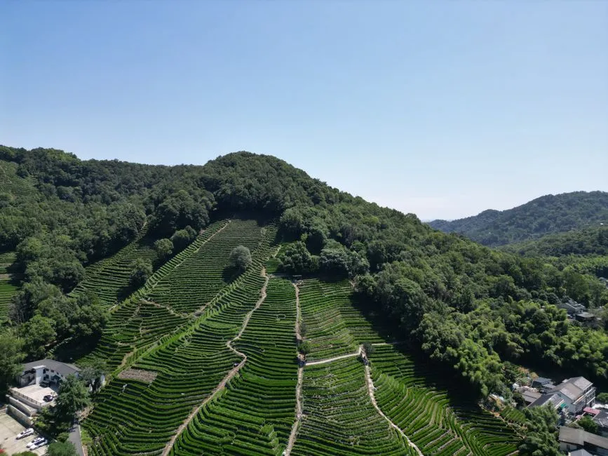 Longjing Mingdong Village