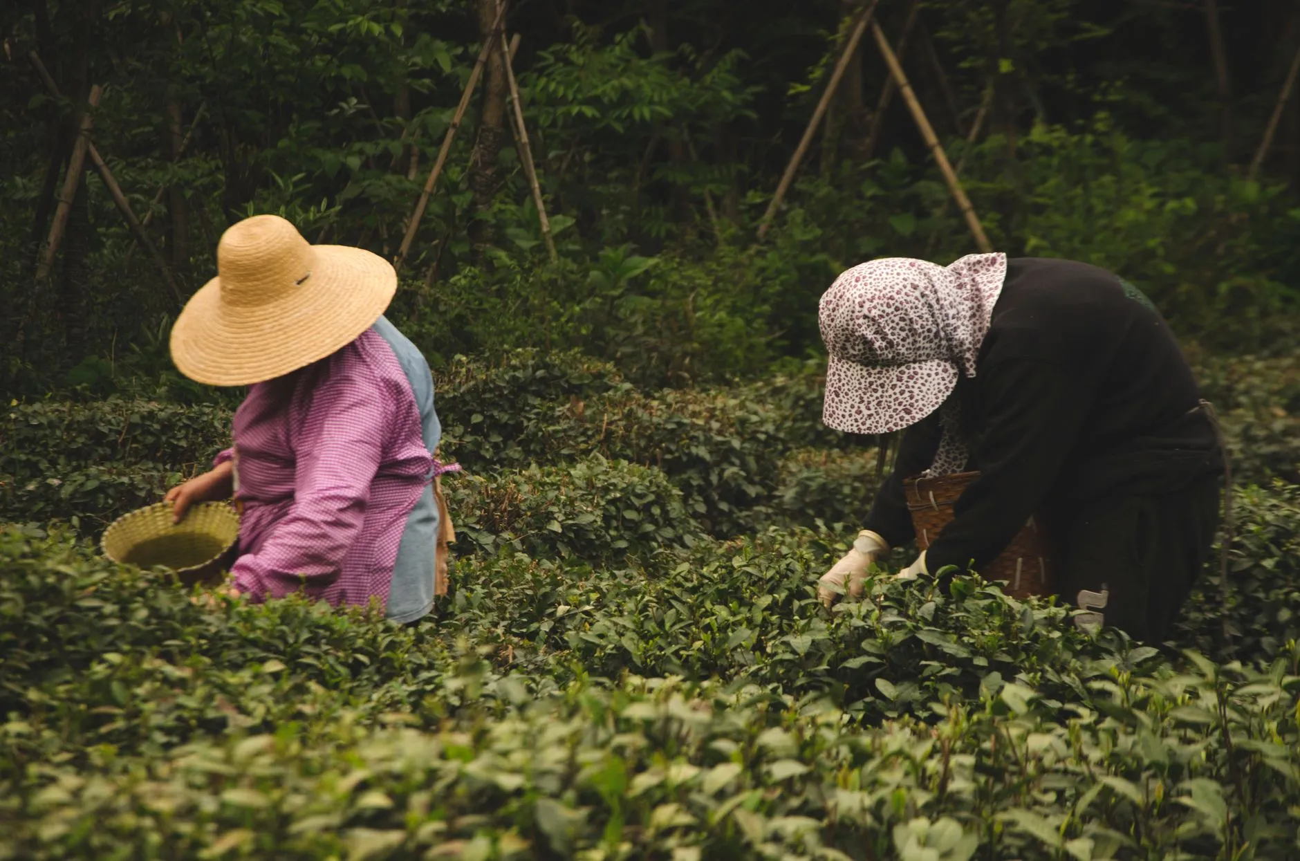 Longjing Village