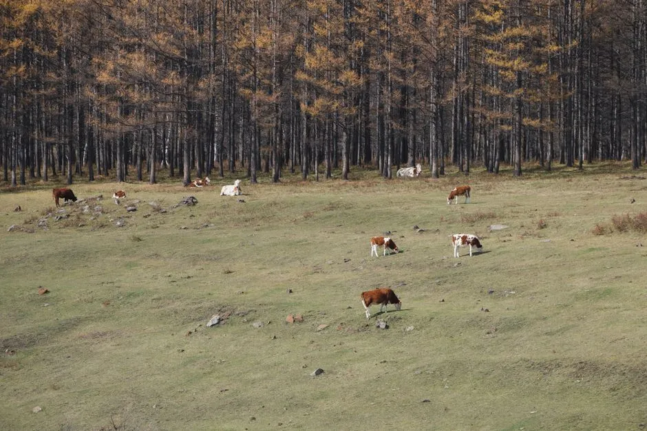 Luorong Pasture