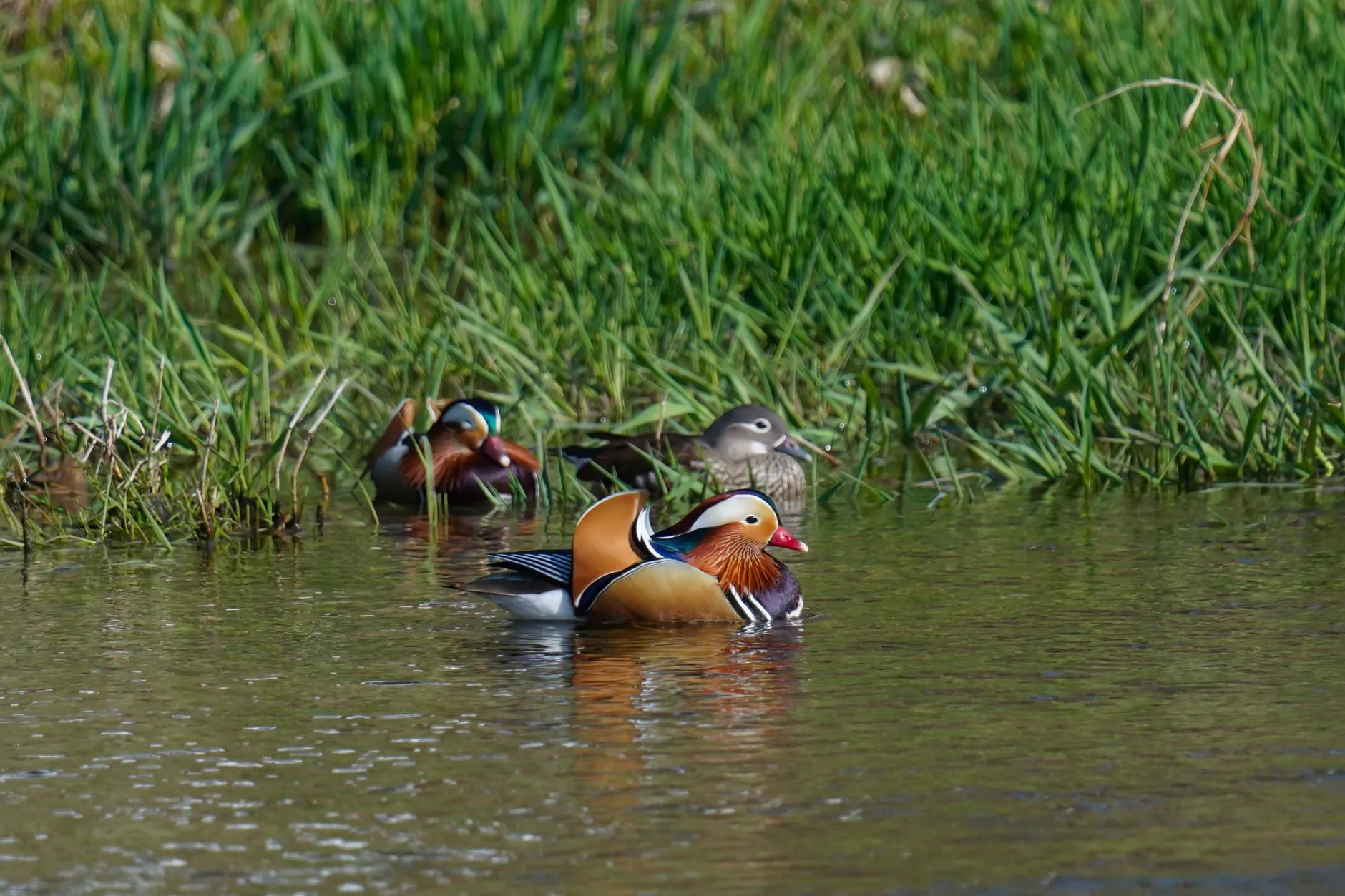 Mandarin Duck Creek