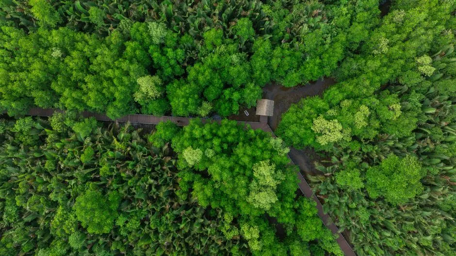 Mangrove Forest Reserve