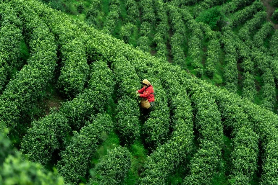 Meitan Tea Garden
