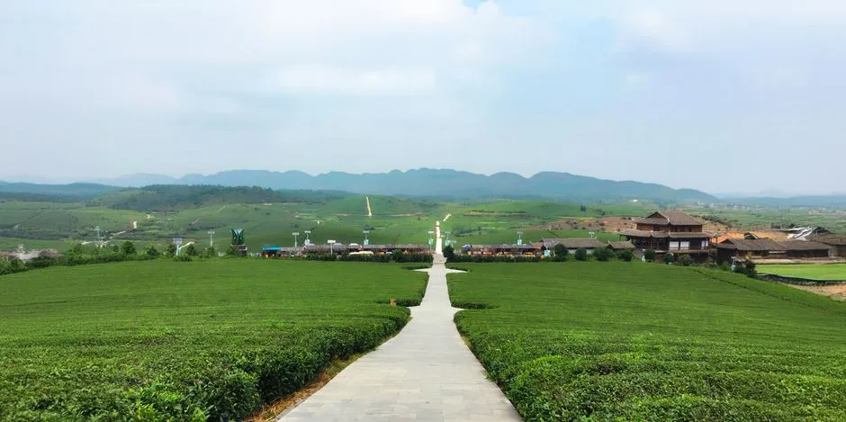 Meizhou Tea Plantation