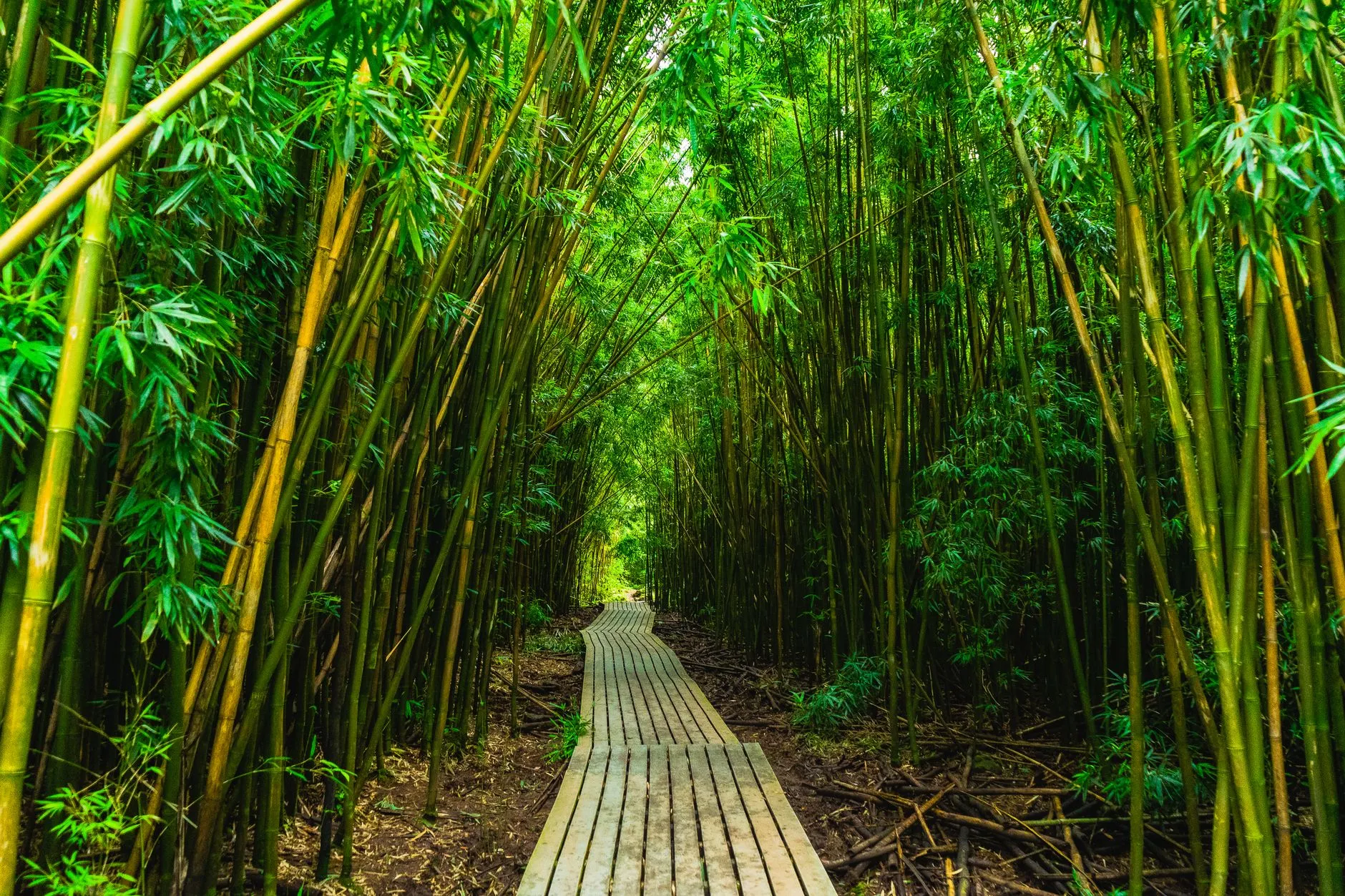 Moganshan Bamboo Forest Boardwalk