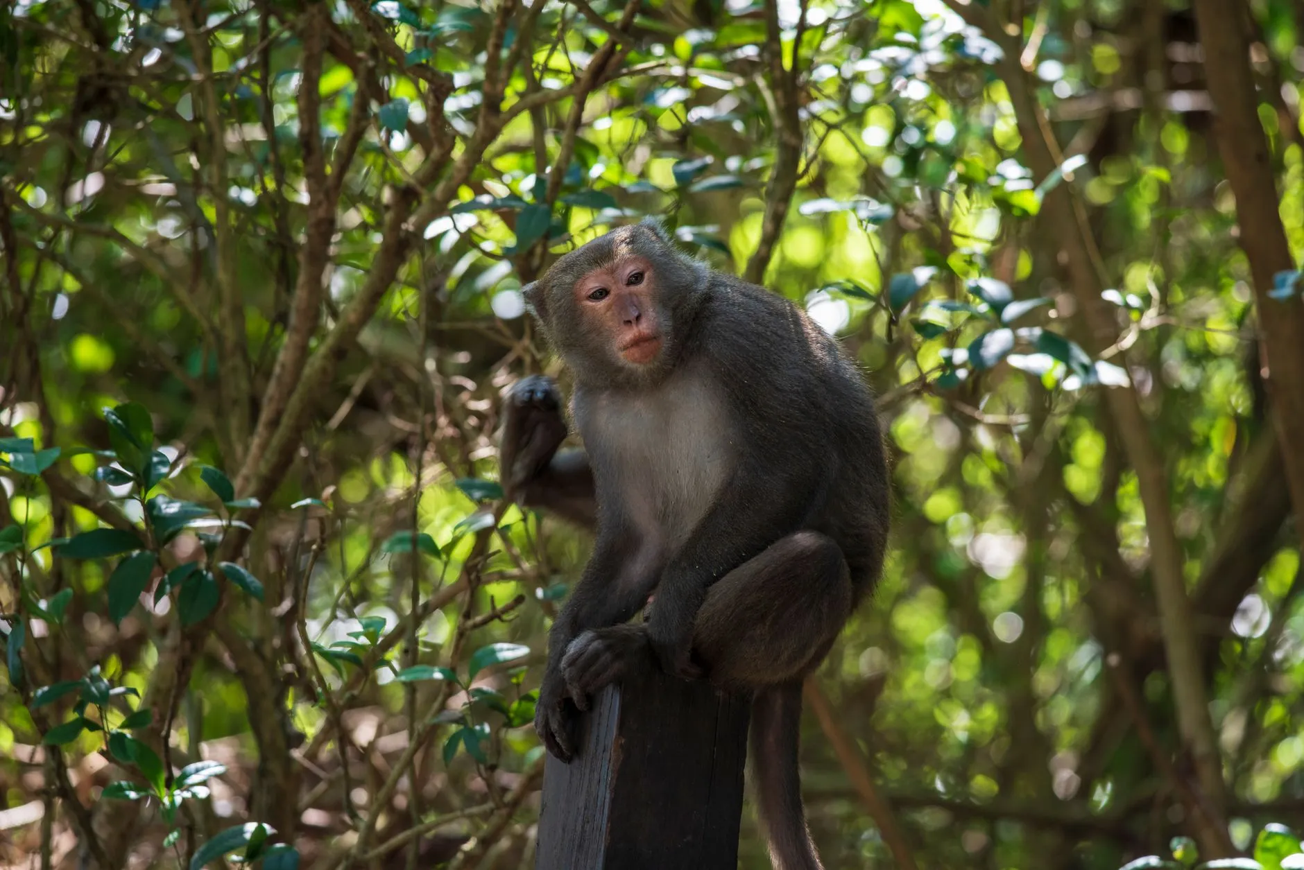 Monkey Island Nature Reserve