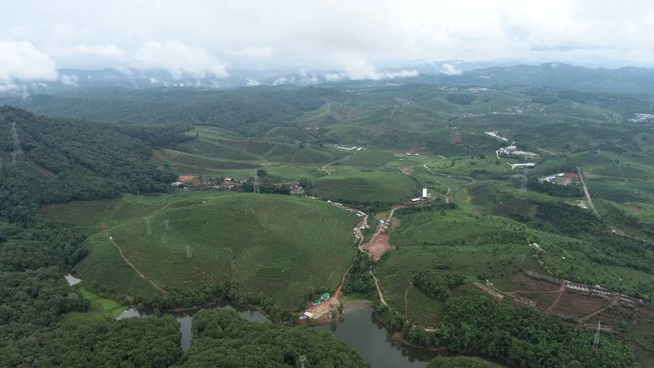 Nannuo Mountain Tea Plantations