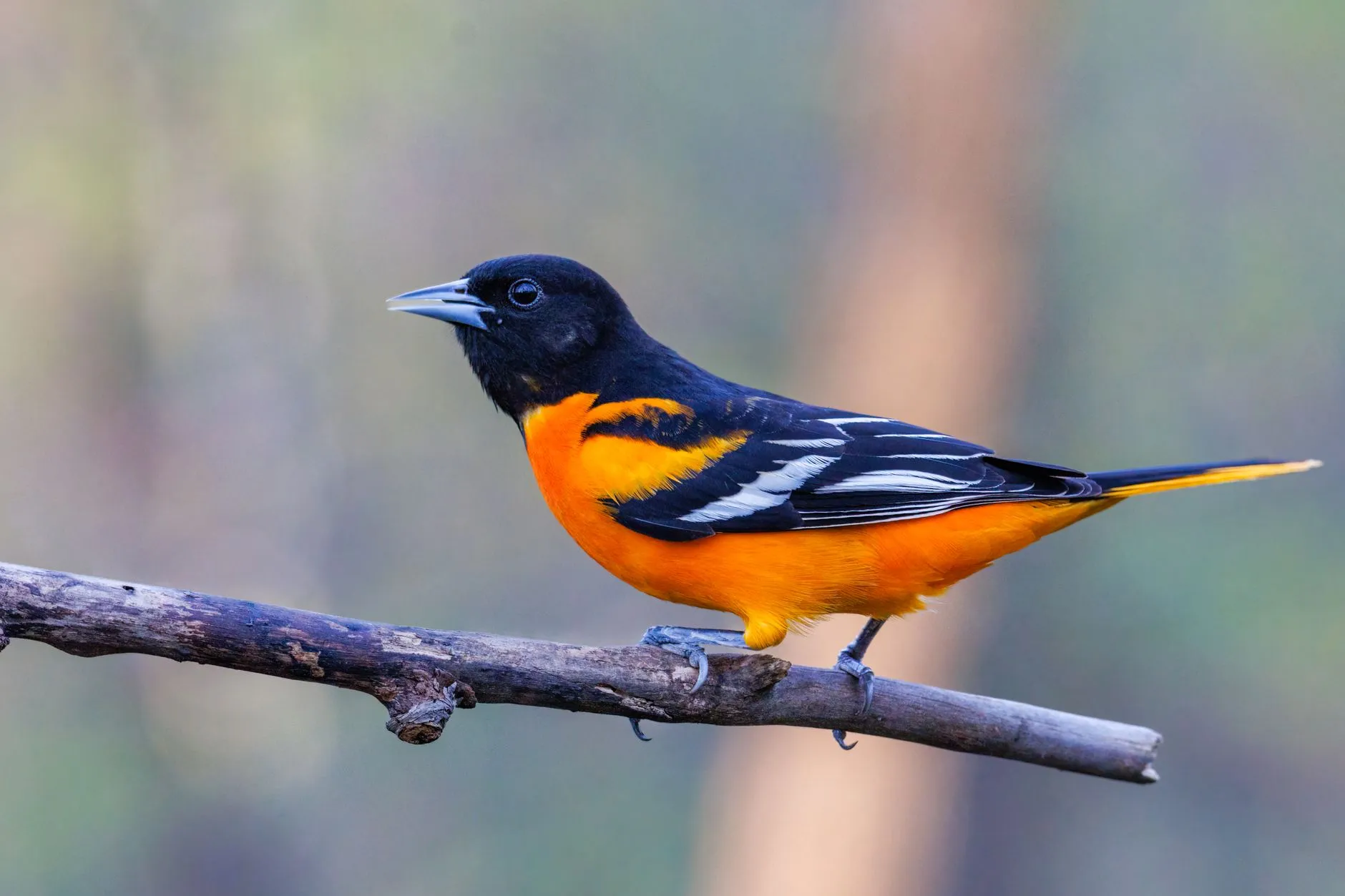 Orioles Singing in the Willows