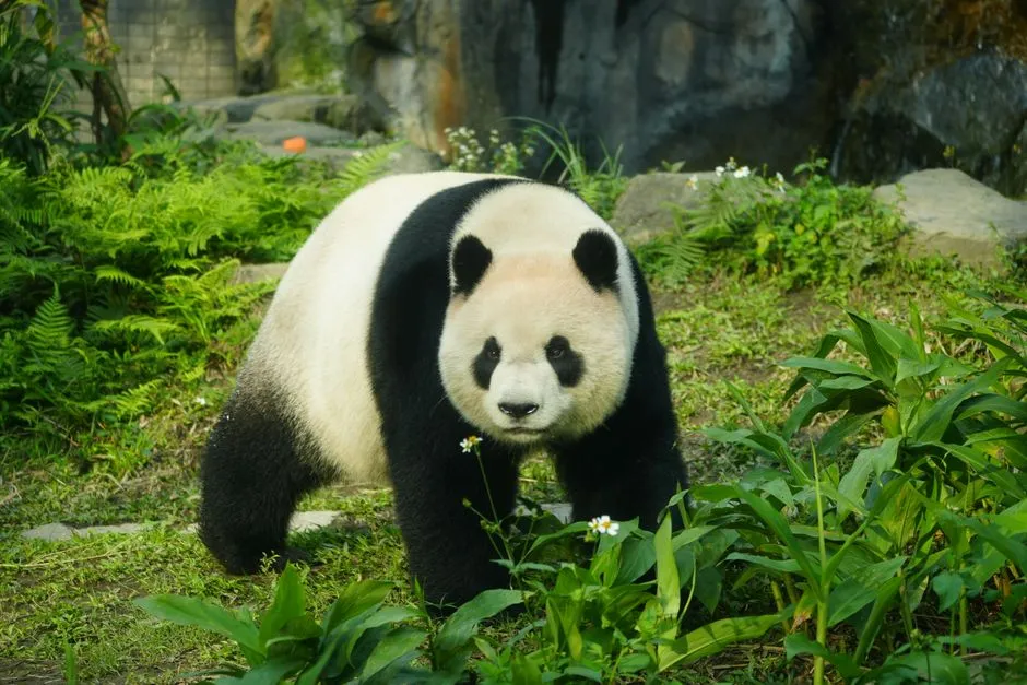 Panda Lake