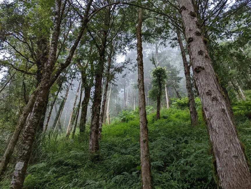 Primeval Forest