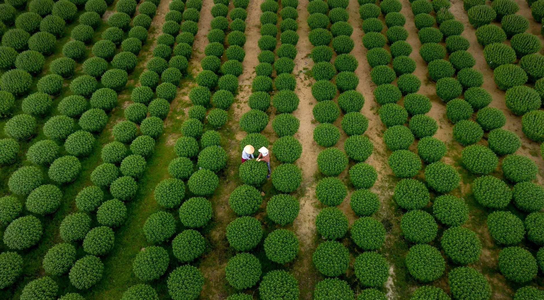 Qintang Ecological Tea Plantation