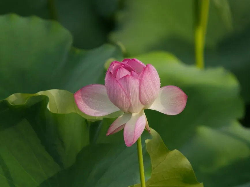 Sanshui Lotus World