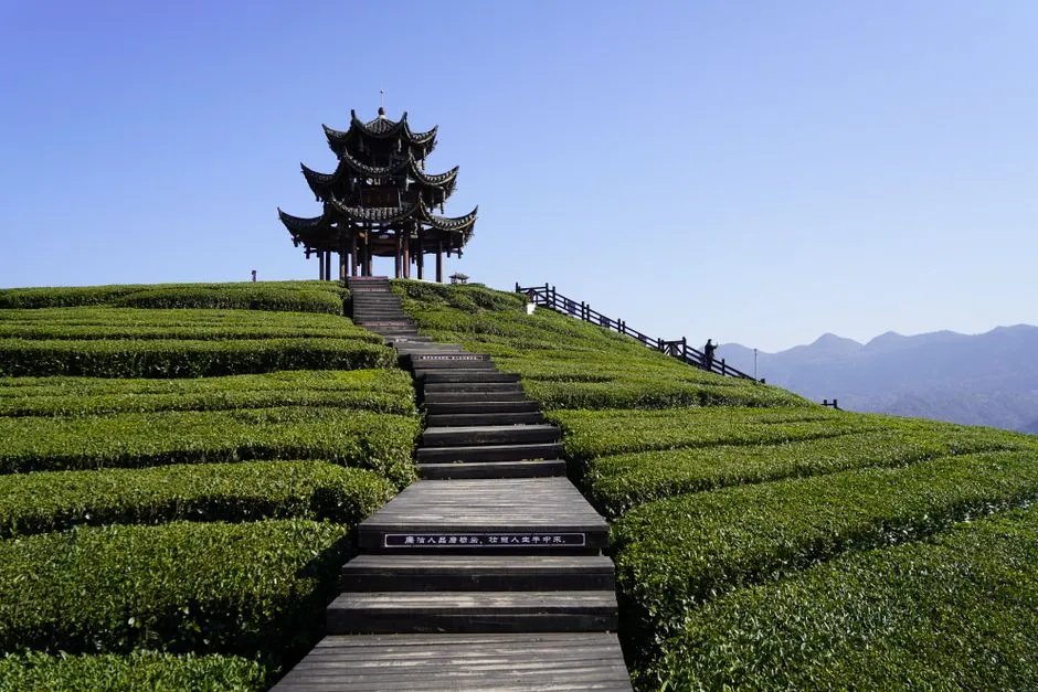 Shangrao Tea Culture Park
