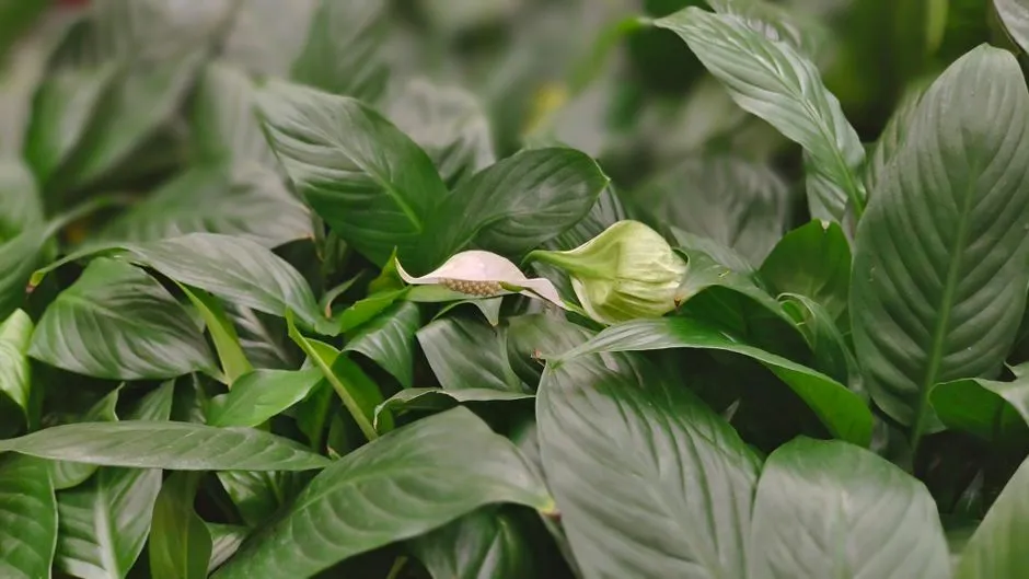 Shen's Garden (Shenyuan)