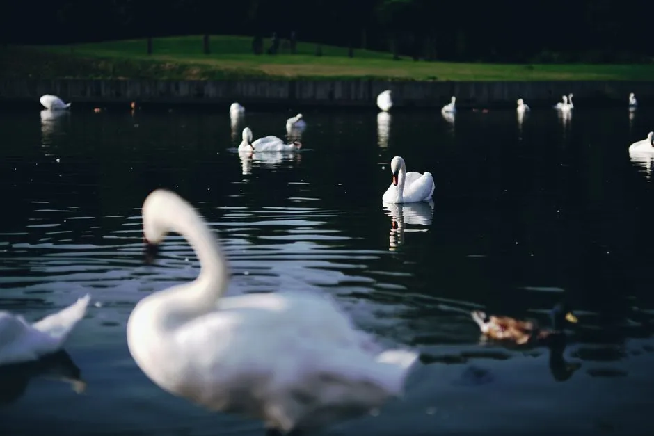 Swan Lake Park