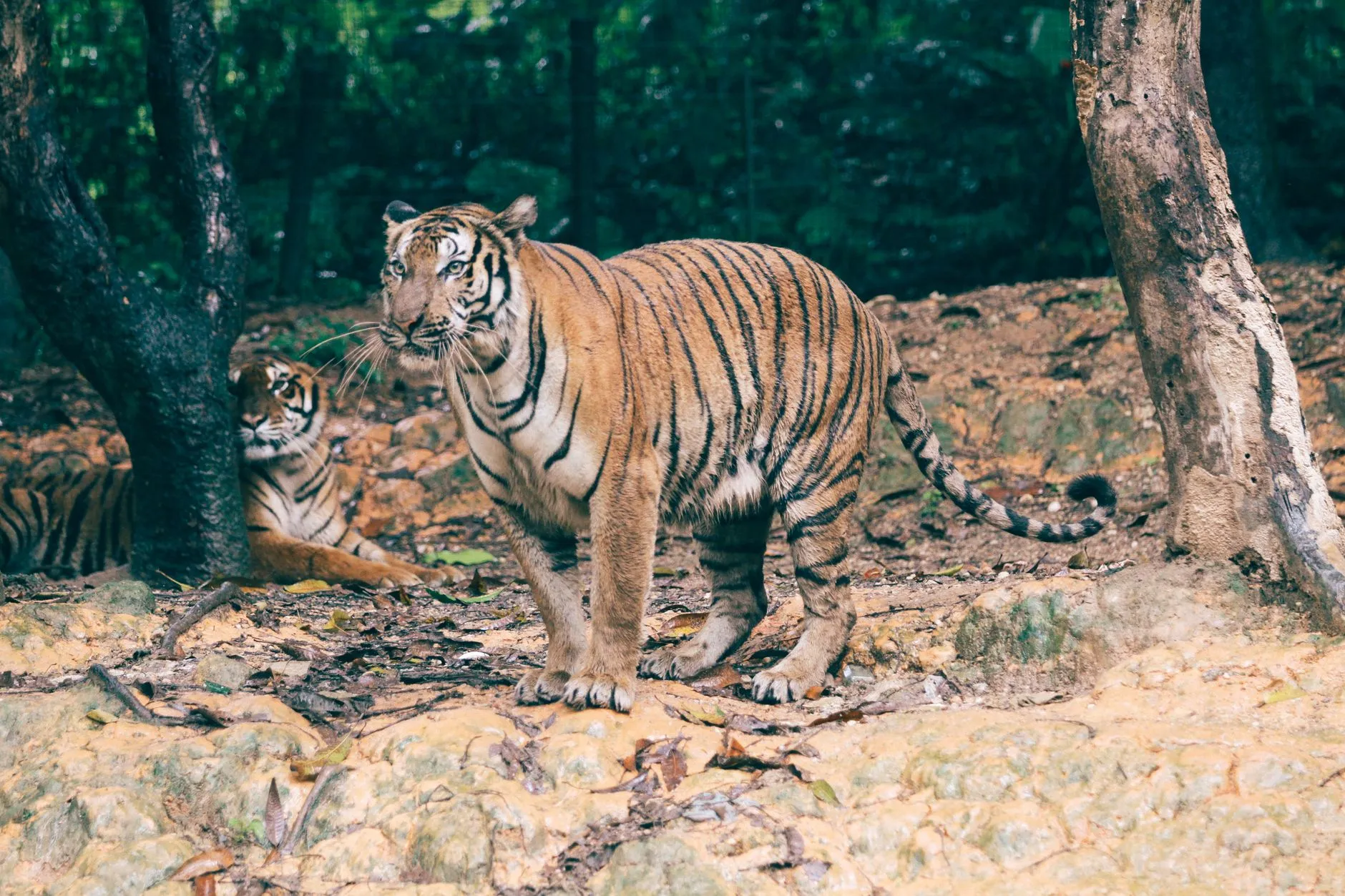 Tiger Run Park