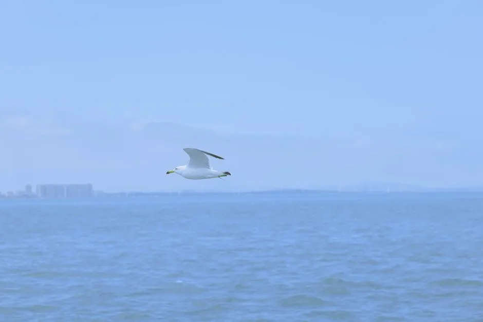 Weihai International Bathing Beach