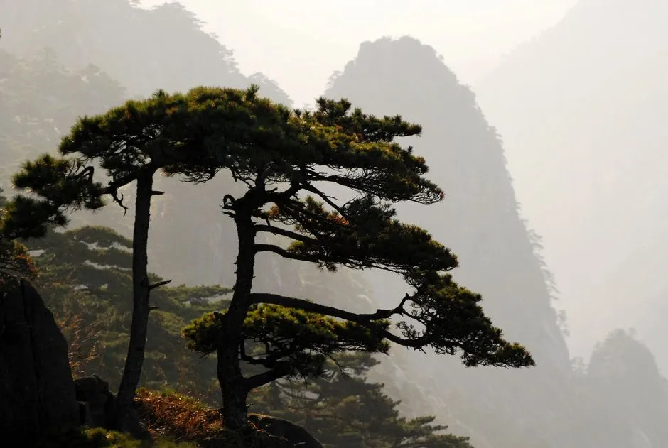 Welcoming Pine (Yingke Song)