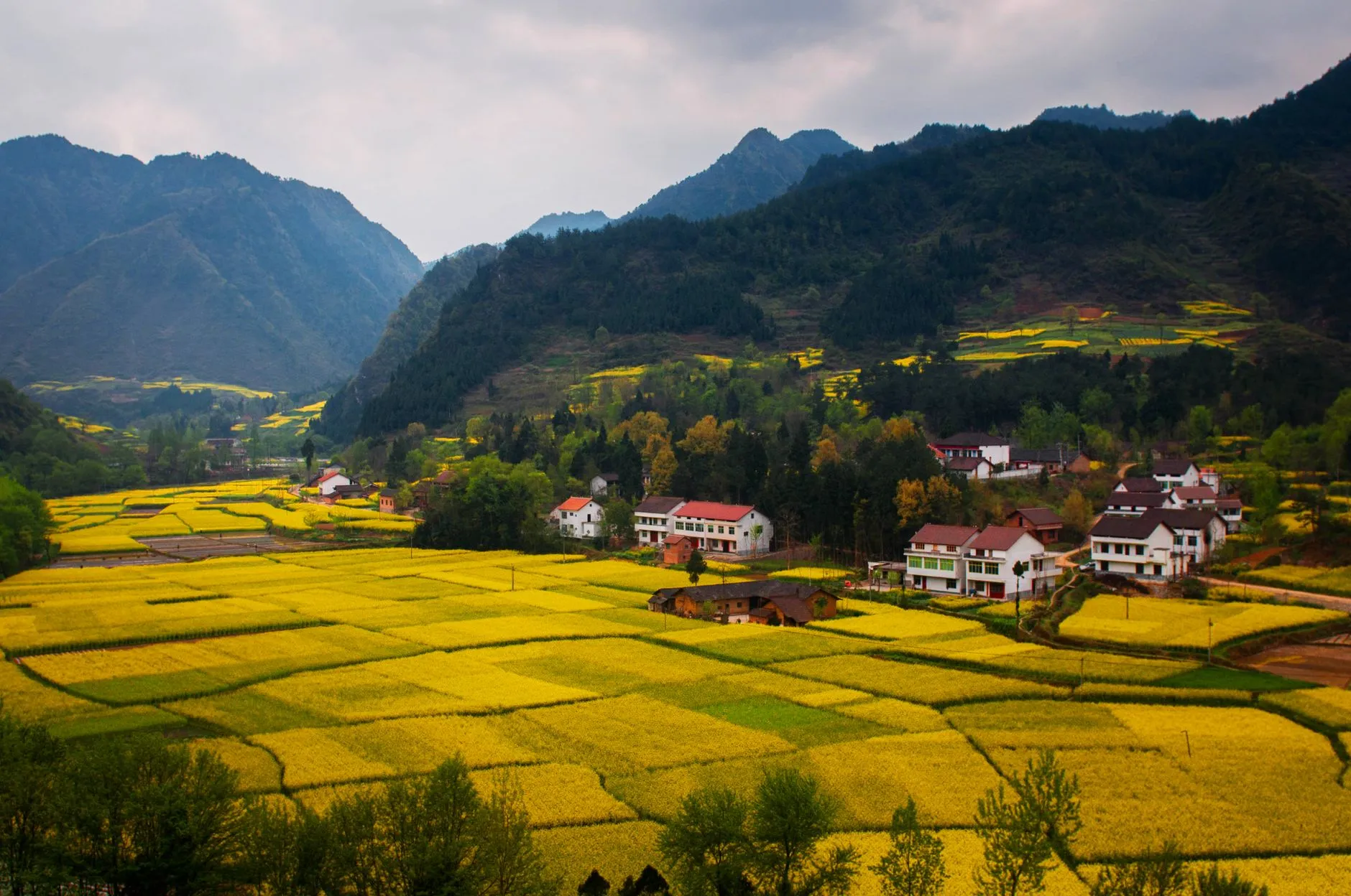 Wuyuan Rape Flower Sea