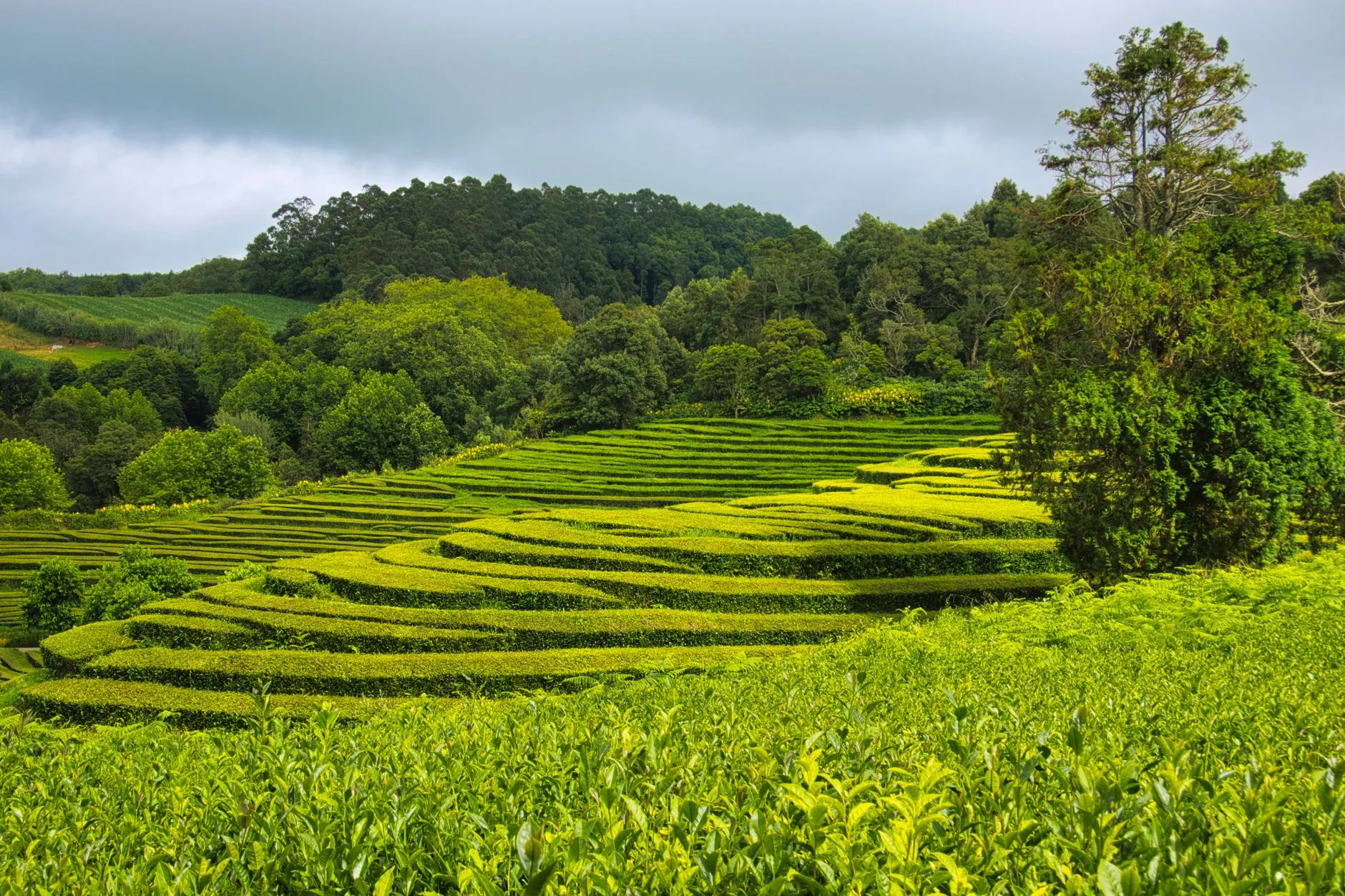 Tea Plantation Terraces