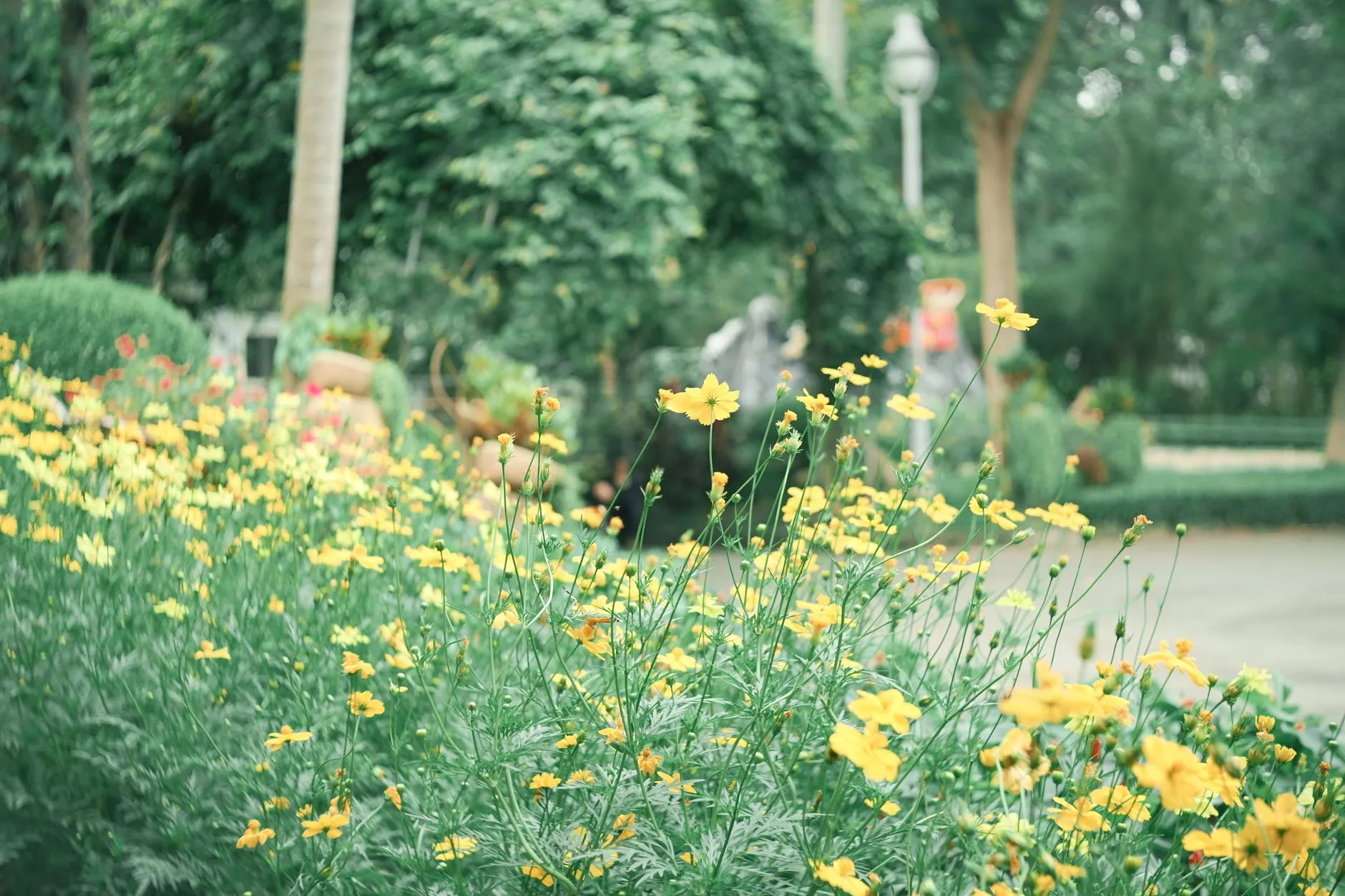 Xiaolan Chrysanthemum Park