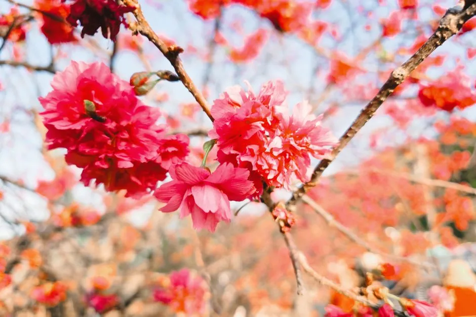 Zhonghua Cherry Blossom Garden