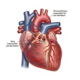 Pre-excitation Syndrome
