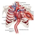 Thoracic Aortic Aneurysm