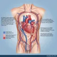 Percutaneous Pulmonary Angioplasty (BPA)