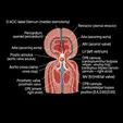 Heart Valve Replacement/Repair