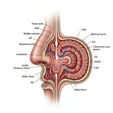 Endoscopic Endonasal Skull Base Tumor Resection