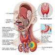 Radioiodine Therapy (I-131)