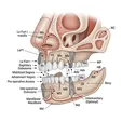 Bimaxillary Advancement (MMA)