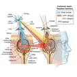 Orbital Radiation Therapy