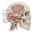 Modified Radical Mastoidectomy/Mastoidectomy